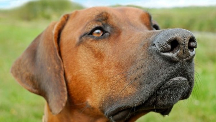 Снимка: Pixabay