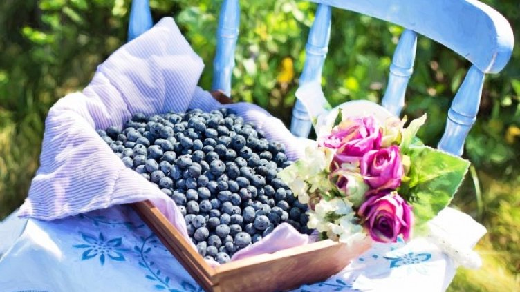 снимка: Pixabay