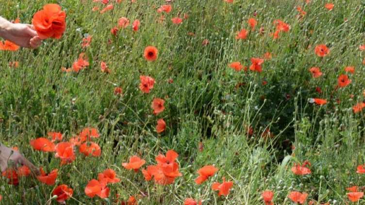 Снимка: архив, БТА