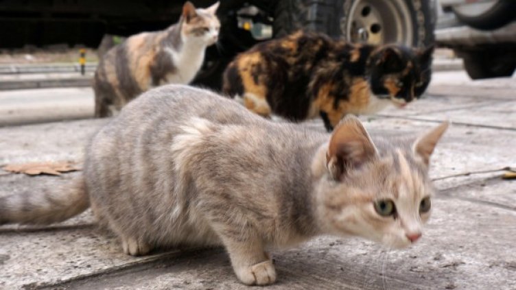 Снимка: Булфото, архив