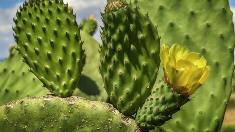 Снимка: pixabay