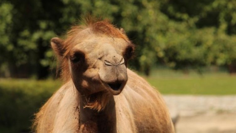 Снимка: БНТ