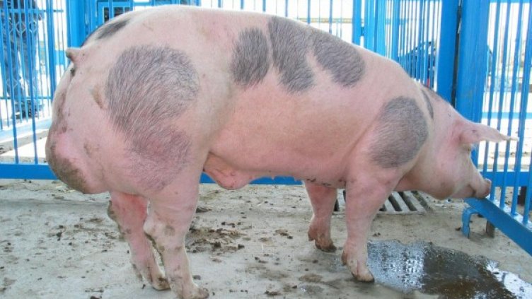 Снимка: Булфото