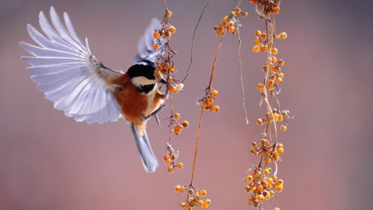 Снимка: pixabay