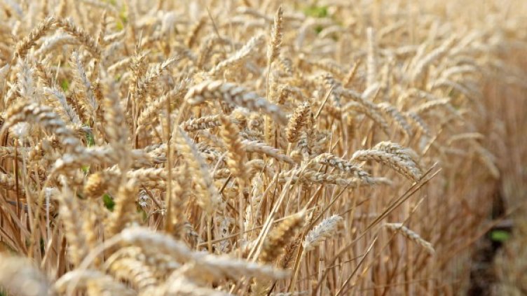 Архив: Булфото