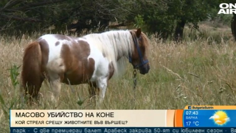 Снимка: Bulgaria ON AIR