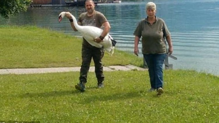 Отговорни лебеди татковци защитават... Пластмасова чашка