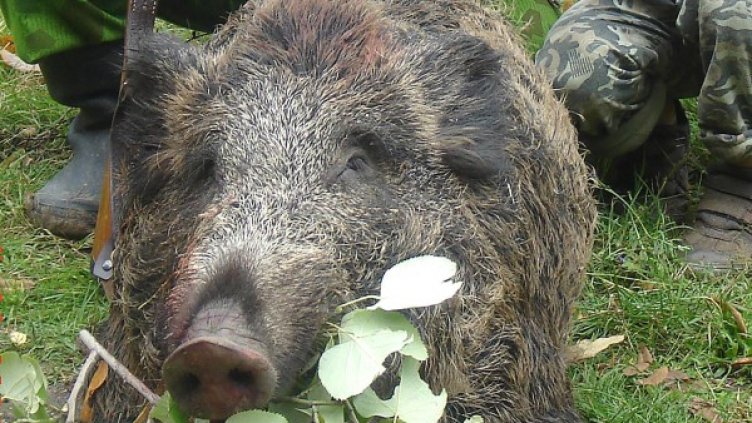 Снимка: Булфото, архив