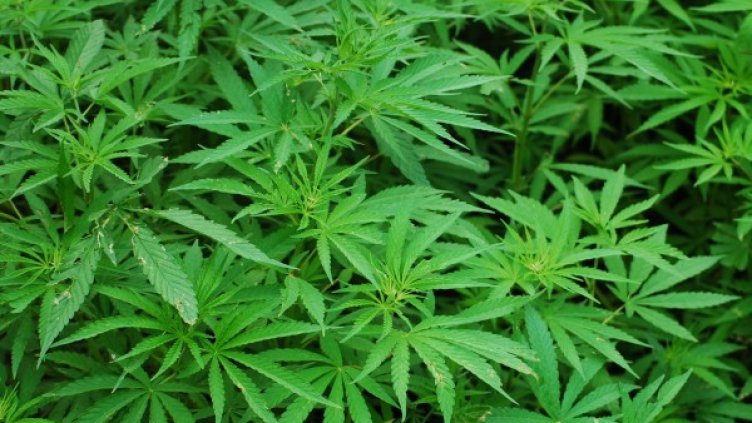 Снимка: Pixabay