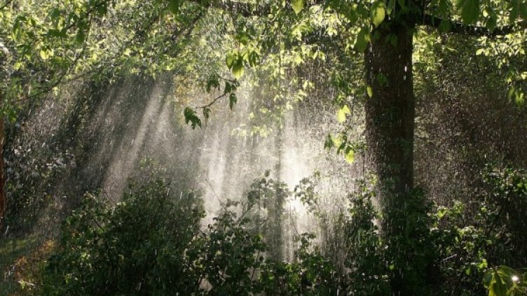 Снимка: Pixabay