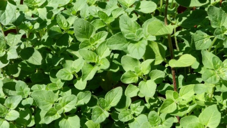 Снимка: pixabay