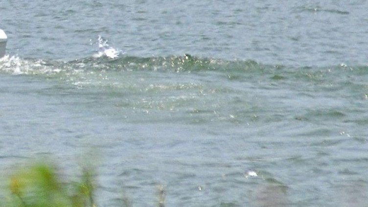 Снимка: архив, БулФото