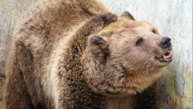 Снимка: архив, БулФото