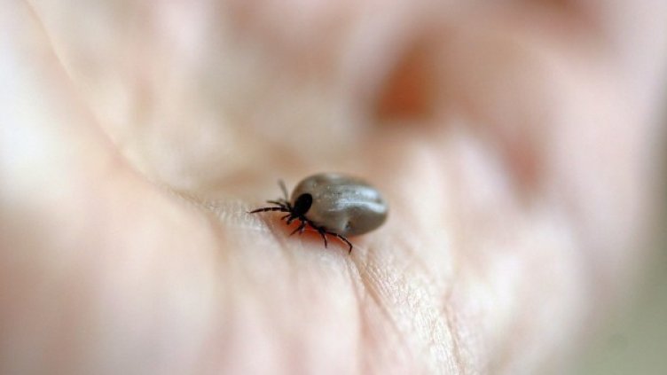 Снимка: Pixabay