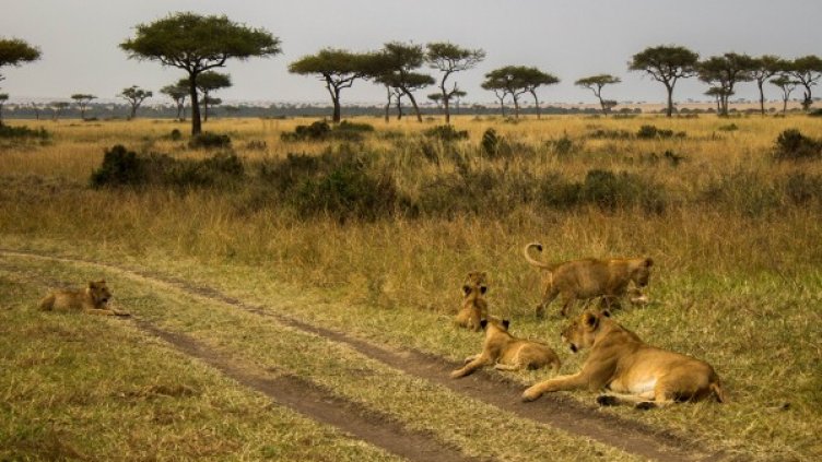 Снимка: Visualhunt