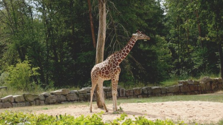 Снимка: Pexels