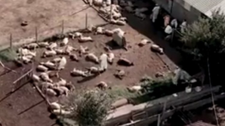 Кадър: Facebook