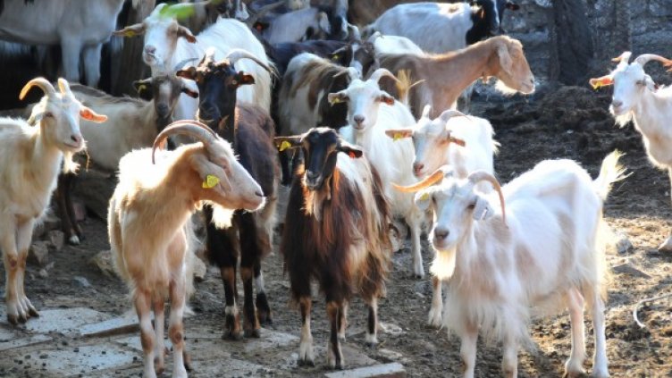 Снимка: Булфото