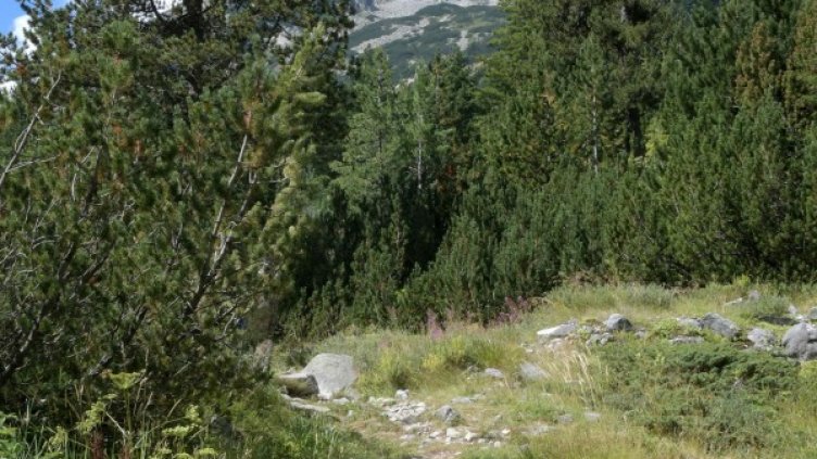 Снимка: Булфото, архив