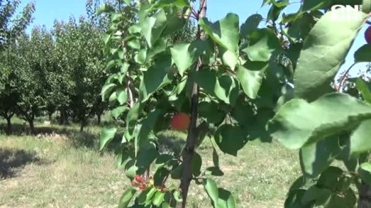 Кайсиите в Силистра &ndash; жертви на капризите на времето