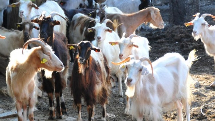 Снимка: Булфото