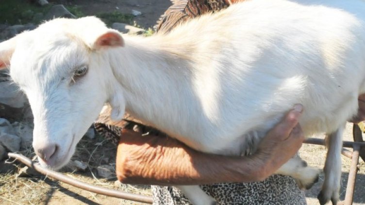 Снимка: Булфото