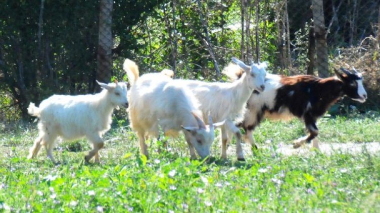 Снимка: Булфото, архив