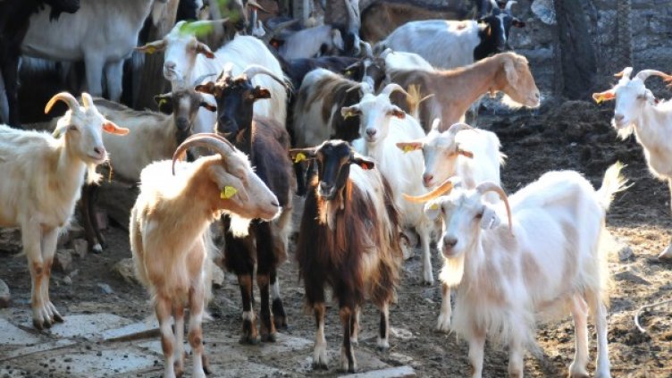 Снимка: архив "Булфото"