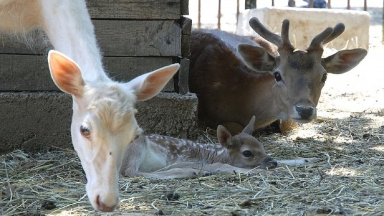 Снимка: архив "Булфото"