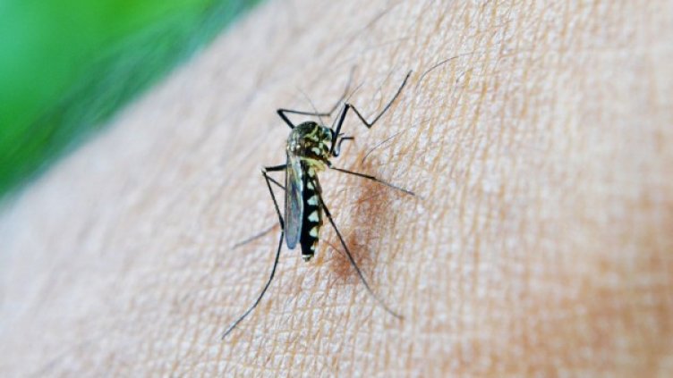 Снимка: pixabay