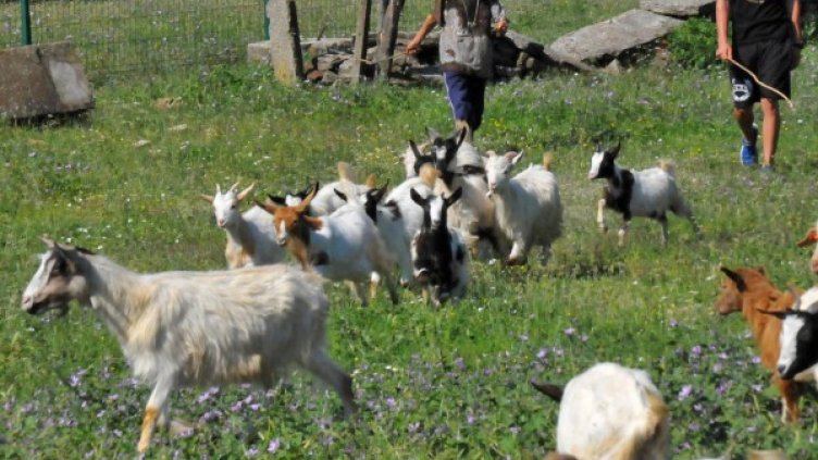 Снимка: Булфото