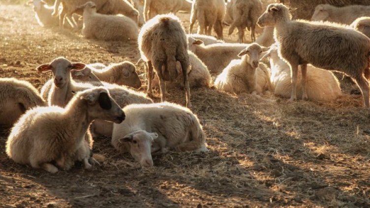 Снимка: pixabay.com