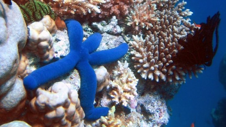 Снимка: wikipedia.org