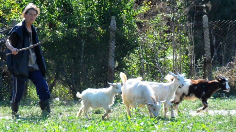 Снимка: Булфото