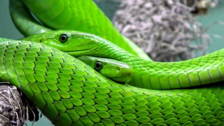 Снимка: Pixabay