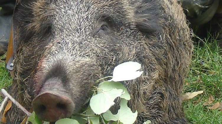 Архив: Булфото