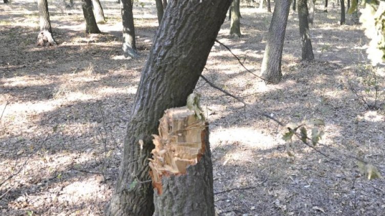 Снимка: Булфото, архив