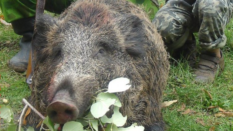 Снимка: Булфото