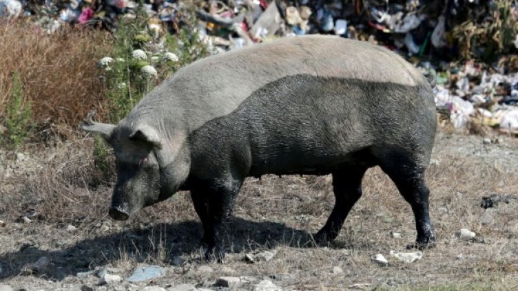 Снимка: Reuters, архив