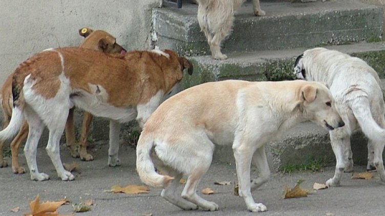 Архив: Булфото