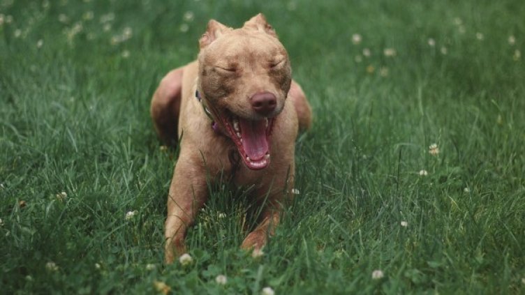 Снимка: Pixabay