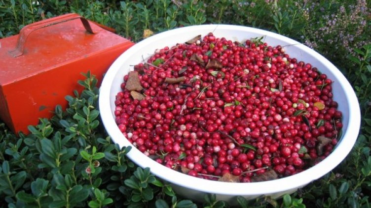 Снимка: Pixabay