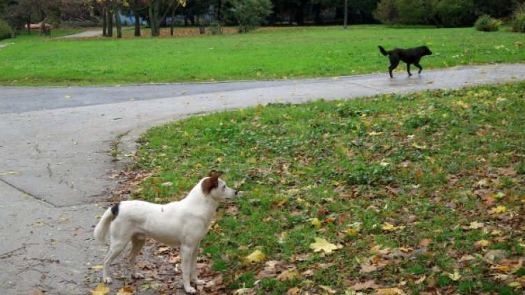 Снимка: архив, БулФото