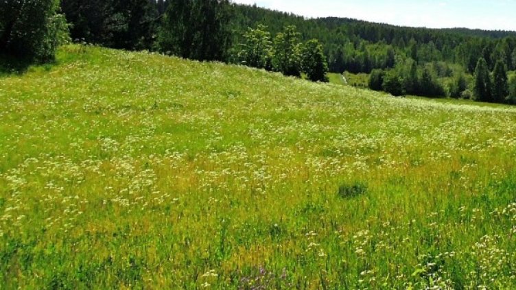 Снимка: pixabay.com