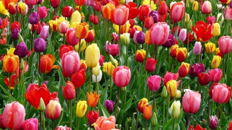 Снимка: Pexels