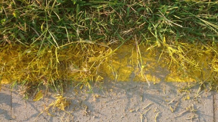 Нова велоалея, а очертанията &ndash; в тревата... Толкова е арт!