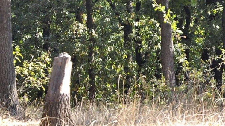 Снимка: архив, БулФото