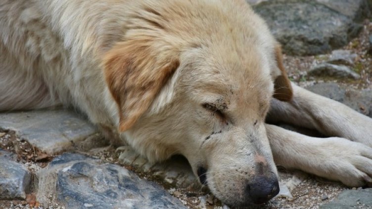 Снимка: Pixabay