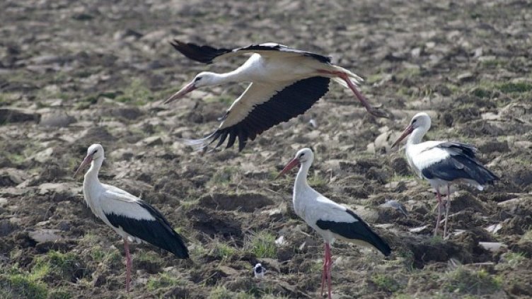 Снимка: архив "Булфото"