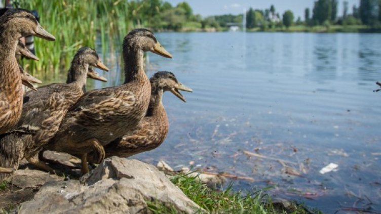 Нови обитатели: Патета в езерото в "Дружба"